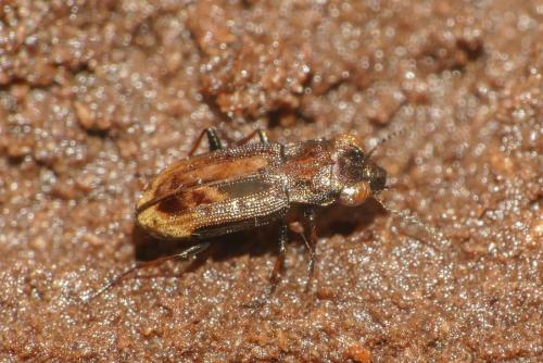 Réf. 270 199 : Notiophilus quadripunctatus